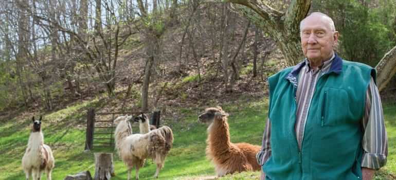 Elderly man standing on his alpaca farm