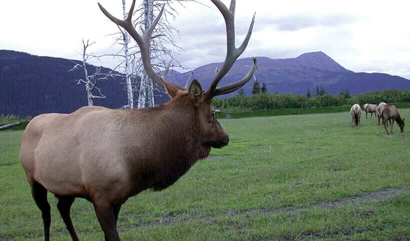 Elk grazing with West Virginia mountains behind them